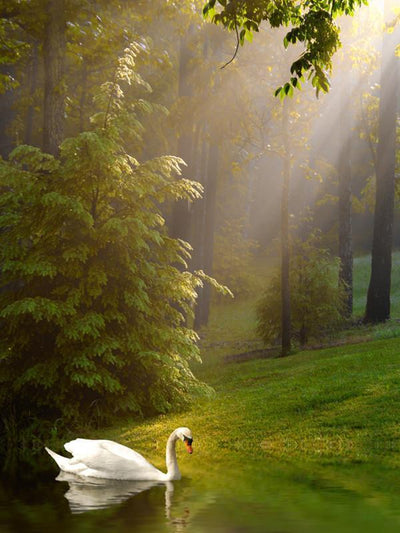 Swan on the lake Wall Mural-Animals & Wildlife,Landscapes & Nature-Eazywallz