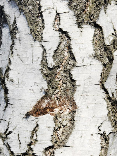 Texture of birch bark Wall Mural-Macro,Textures-Eazywallz