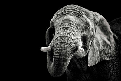Photo Wallpaper The Elephant