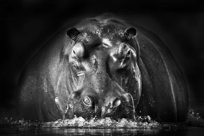 Photo Wallpaper The Hippopotamus