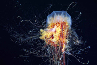 Photo Wallpaper The Jellyfish