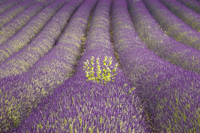 Lavender Fields Forever Wallpaper Mural