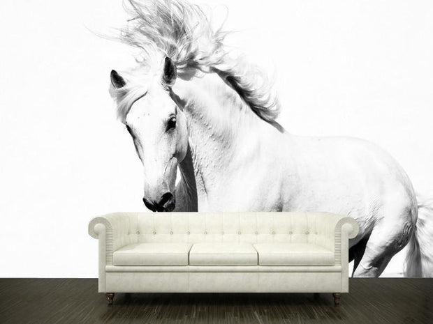 White horse Wall Mural-Animals & Wildlife,Black & White-Eazywallz