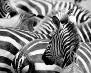 Zebras in Masai Mara Wall Mural-Animals & Wildlife,Black & White-Eazywallz